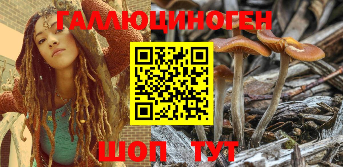 Галлюциногенные грибы Psilocybe Когалым